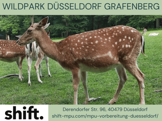 Wildpark Düsseldorf Grafenberg Wildpark Düsseldorf Grafenberg